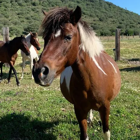 Üdülőpark Monte Ricciu Alghero