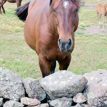 Monte Ricciu 3* ألغيرو