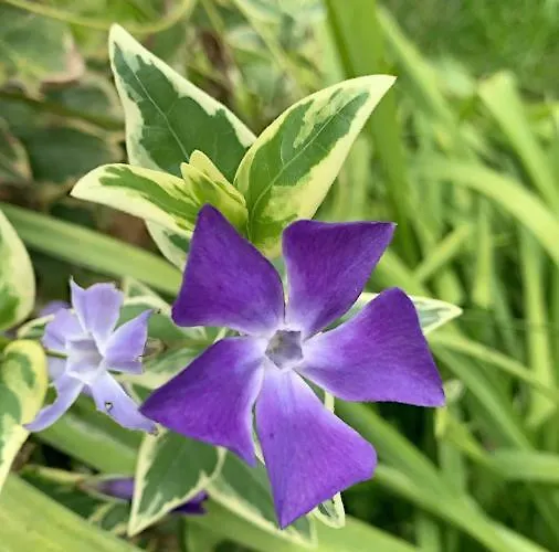 Aldeamento Turístico Monte Ricciu 3*