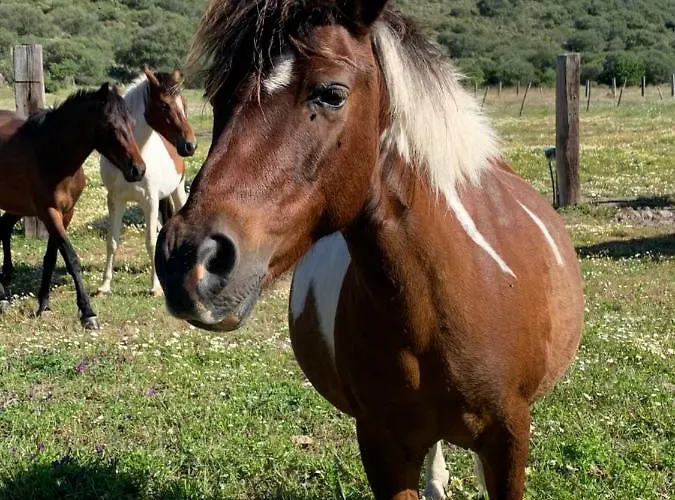 Aldeamento Turístico Monte Ricciu Alghero