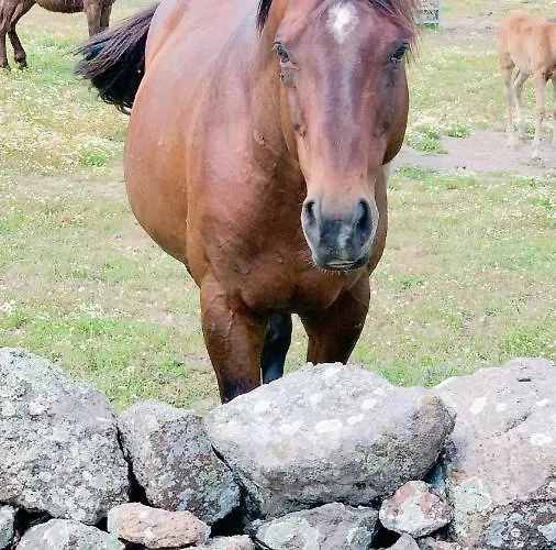 Monte Ricciu 3* Alghero