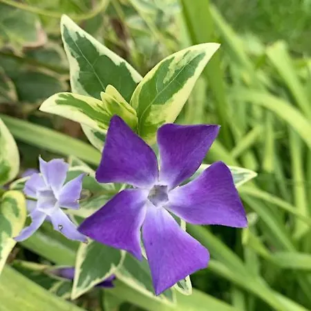 База отдыха Monte Ricciu 3*